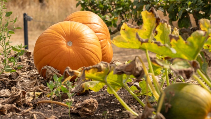 Pumpkins in the walled kitchen garden